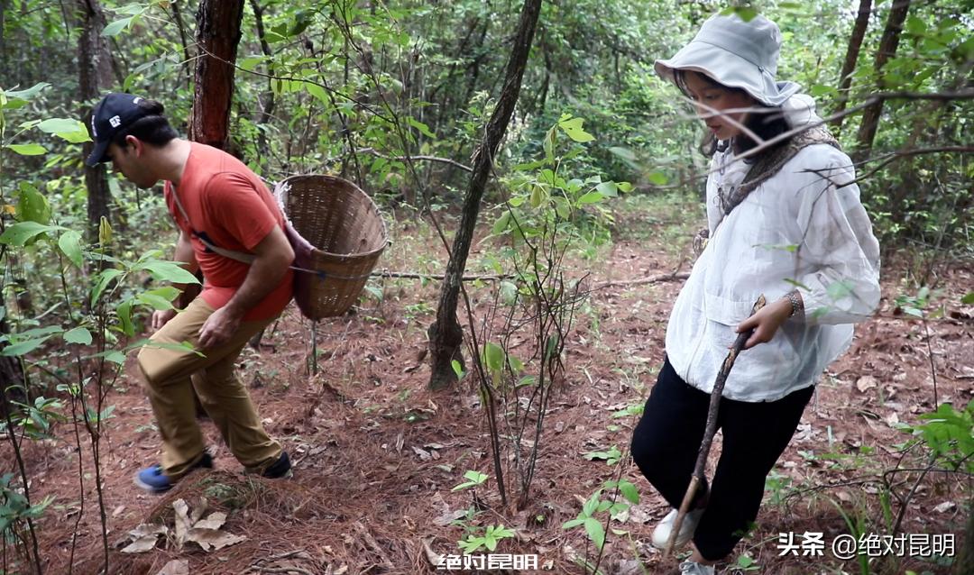 她带西班牙大厨上山捡菌，回昆明后煲出美味红菇汤