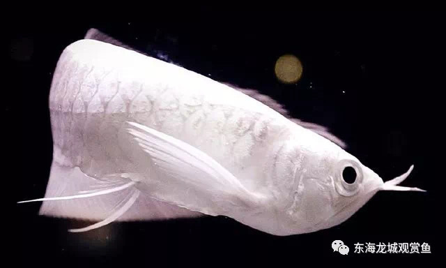 雪龙鱼白化品种,雪龙鱼白化银龙