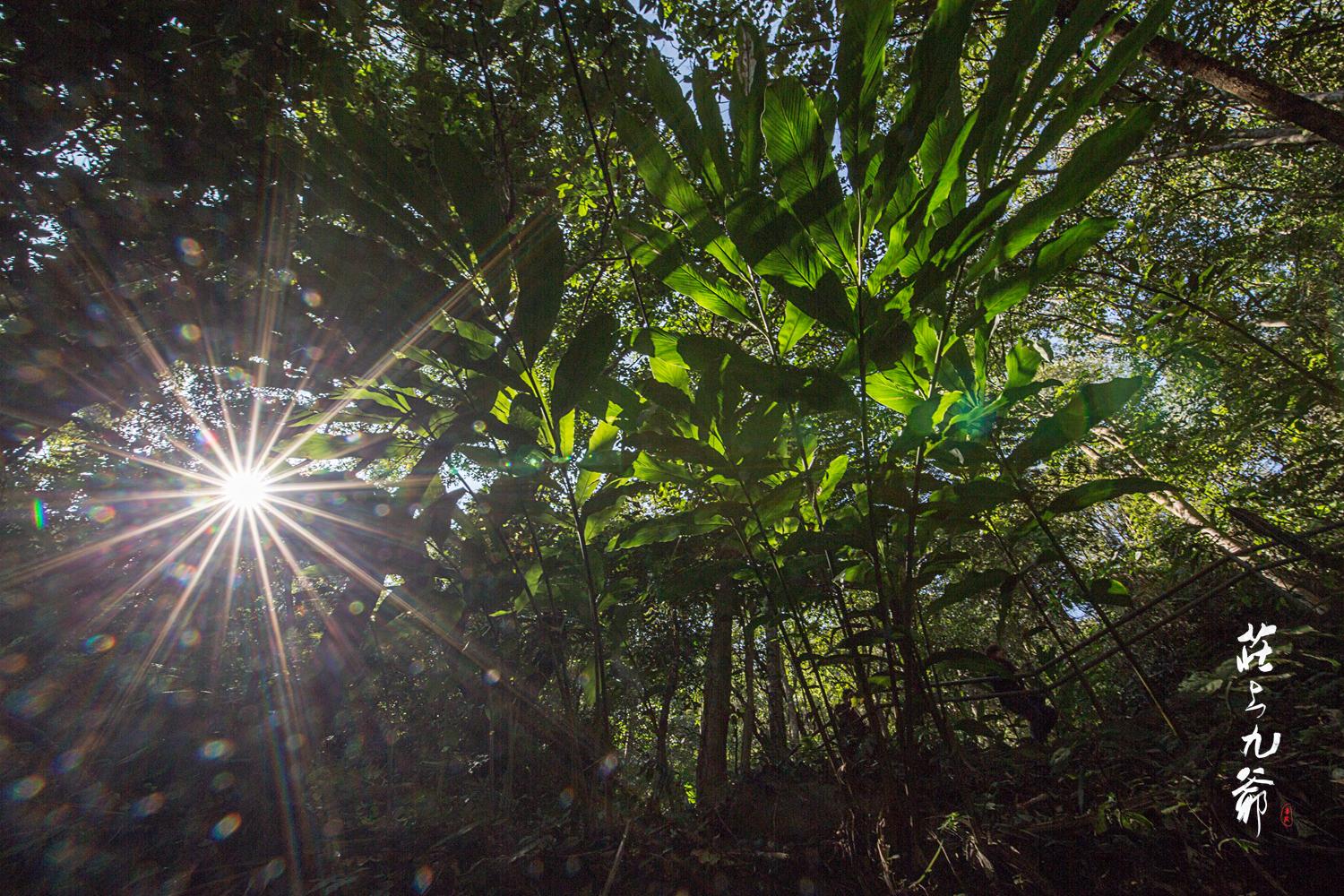 高黎贡山秘境森林,高黎贡山樱花谷温泉