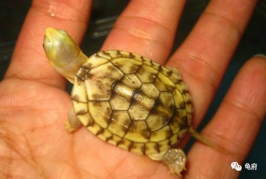 鉴赏花草模板,小青苗照片