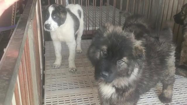 开封杨丰宠物市场最新价格信息,开封杨丰宠物市场现在开着吗