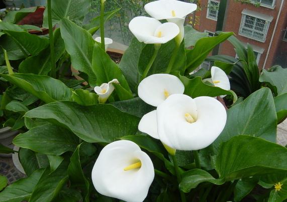 马蹄莲冬季养护,马蹄莲种球冬季栽种