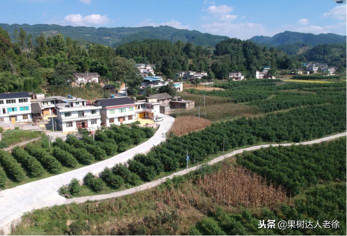 种植桃树的间距是很有讲究的,科学合理的种植模式