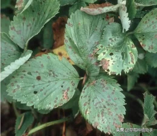 草莓出现了叶斑病怎么办,如何预防草莓叶斑病