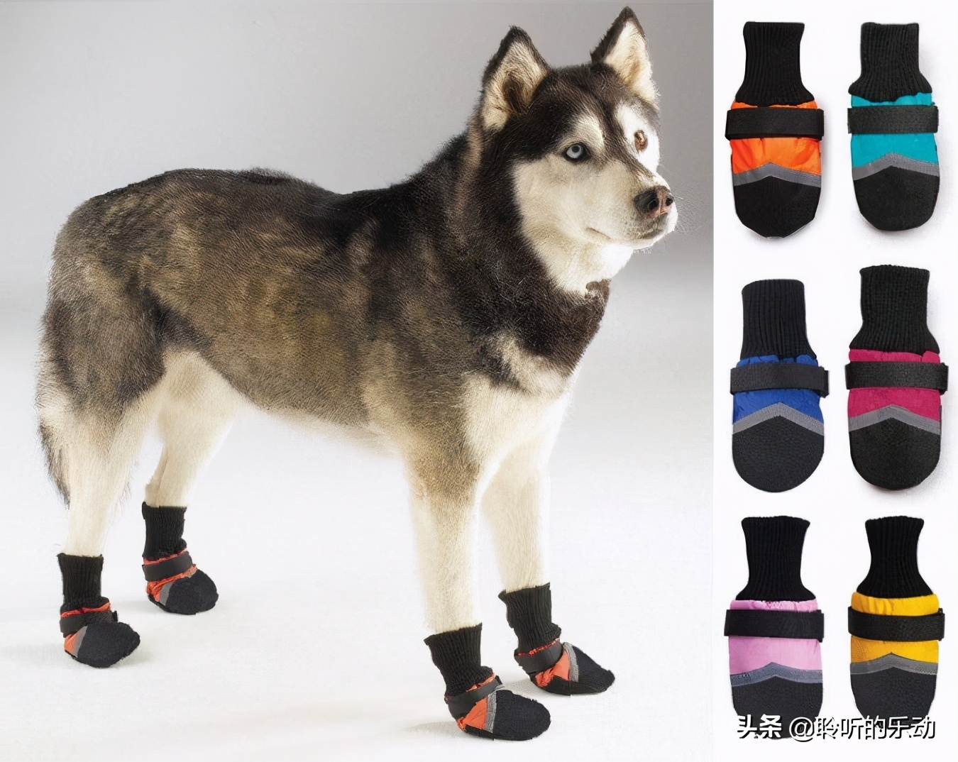 十大可爱的宠物狗,最潮的狗狗穿衣搭配