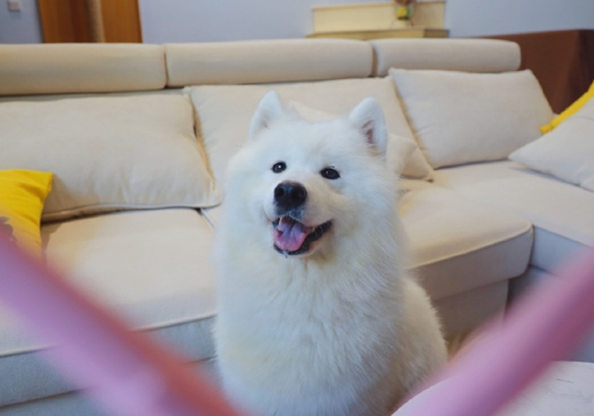 狗狗疑似涨奶是怀孕了吗,狗狗分泌乳汁证明假孕要结束了吗