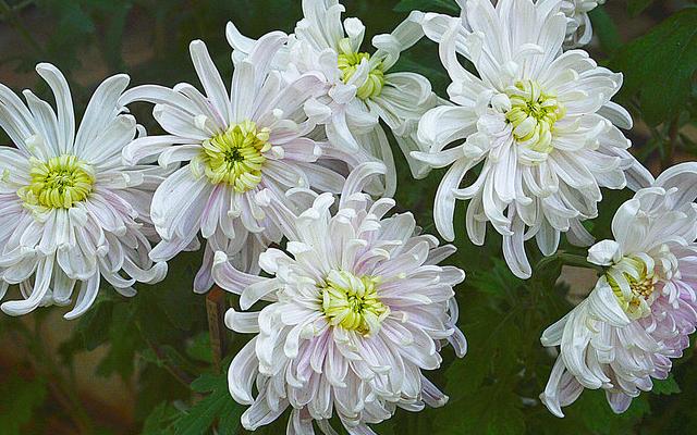 过故人庄孟浩然深度解析,过故人庄孟浩然经典语录