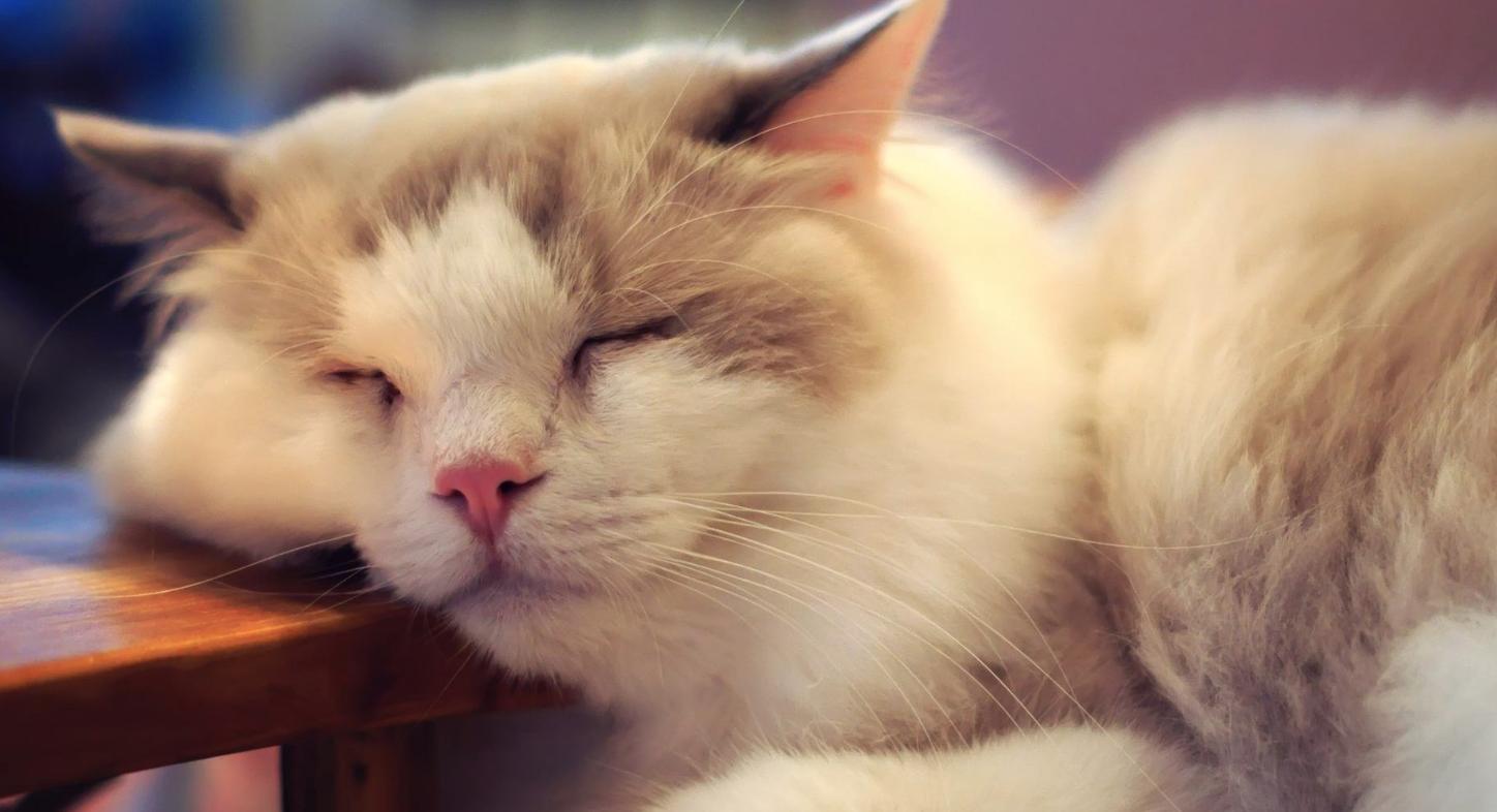 纠正猫咪坏脾气的九个实用办法,猫咪闹春如何帮助猫咪缓解