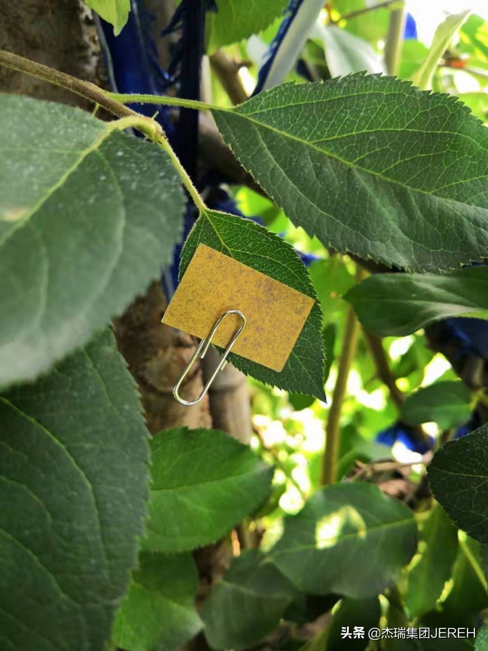 杰瑞静电喷雾,杰瑞华创静电喷雾