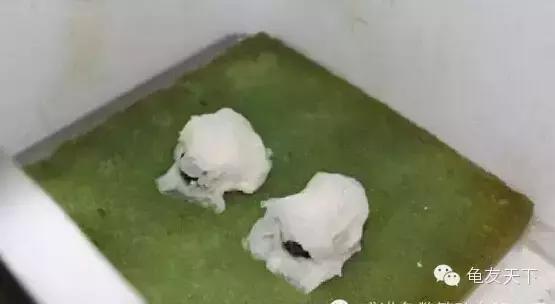 龟产蛋前要准备什么,龟产蛋后期饲养方法