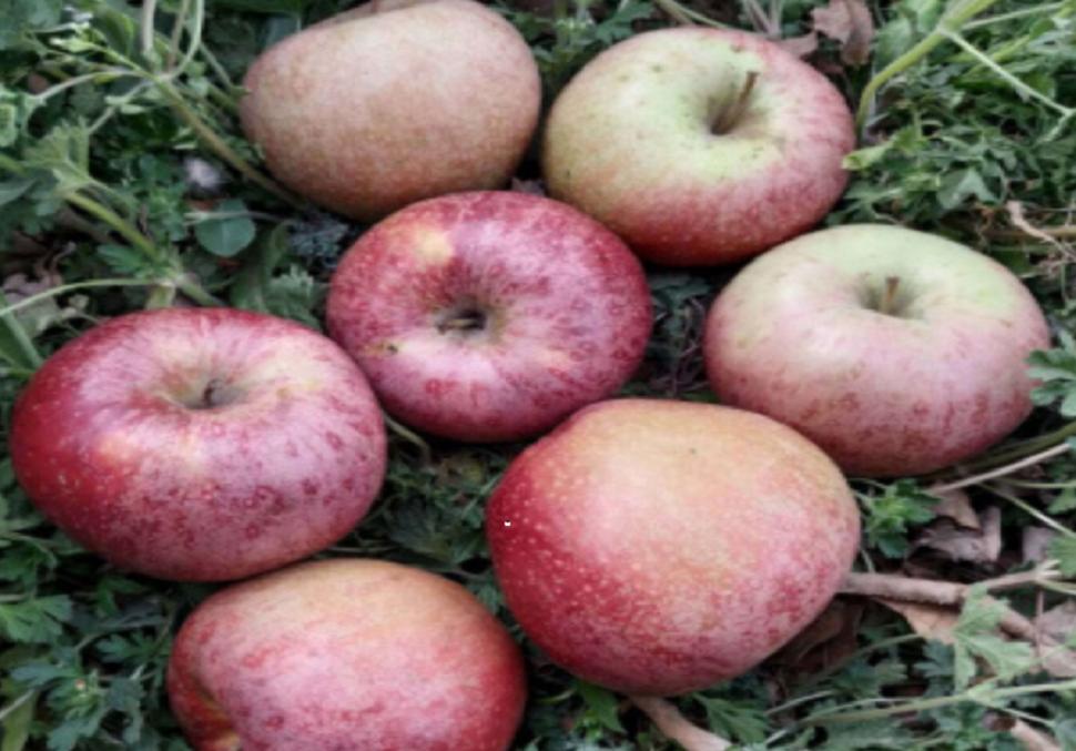 中国有哪些选育的新品种苹果,中国最新选育的富士系苹果品种