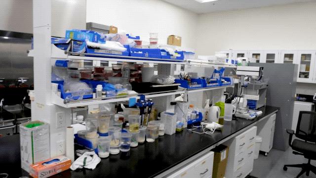 人造肉将来新消息,人造肉热潮来了