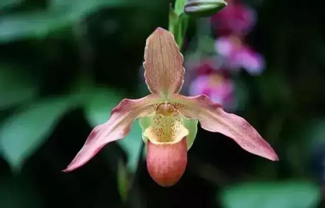 身边常见花卉识别,身边常见的树有哪些