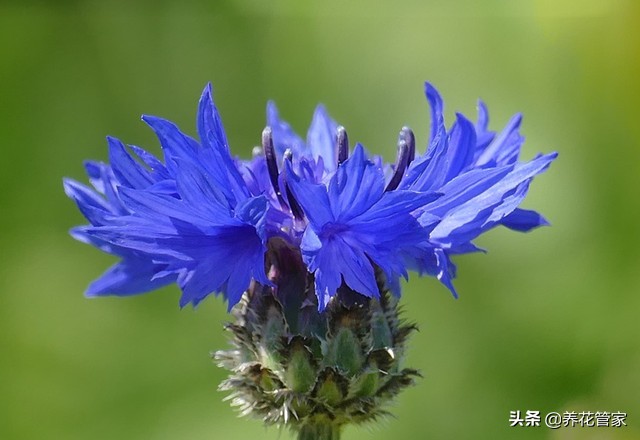 蓝色花卉矢车菊,最名贵的蓝色矢车菊