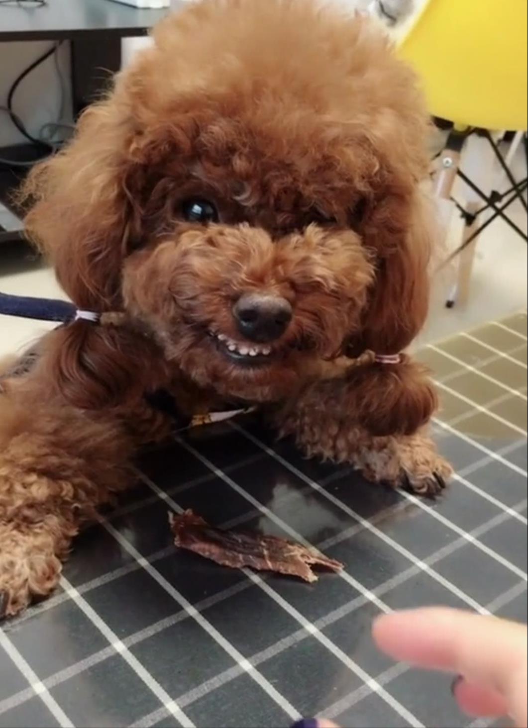 泰迪贵宾犬刚养要注意什么,泰迪贵宾犬怎么训练