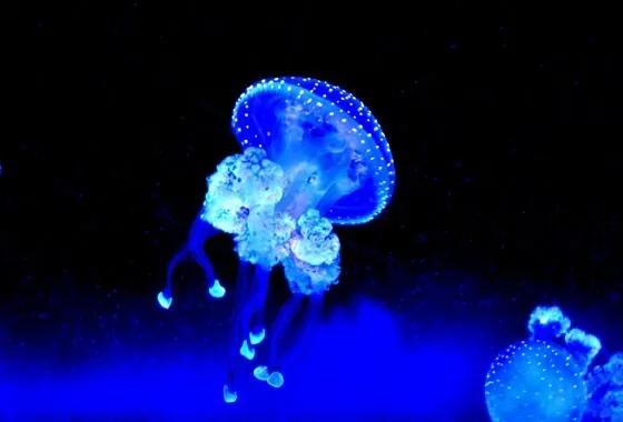 开封海洋馆门票70岁免费吗,开封海洋馆门票20元2019