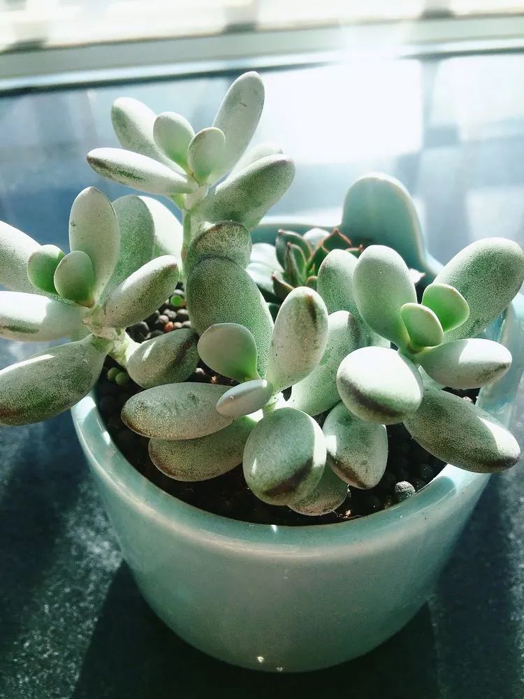 2021牛转乾坤砥砺前行,2021年牛转乾坤时来运转