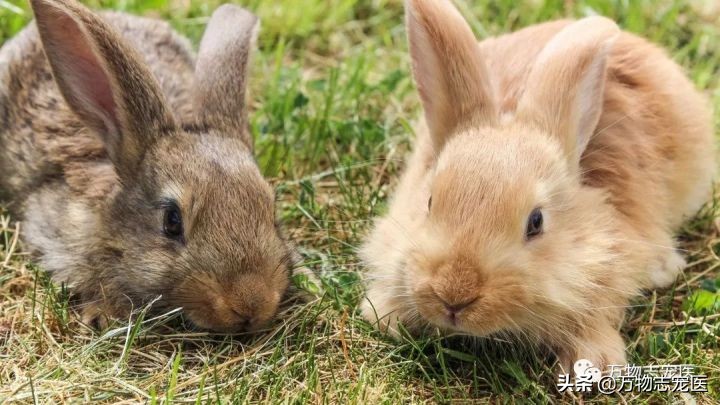 兔兔要死之前的征兆,兔兔突然死亡的原因