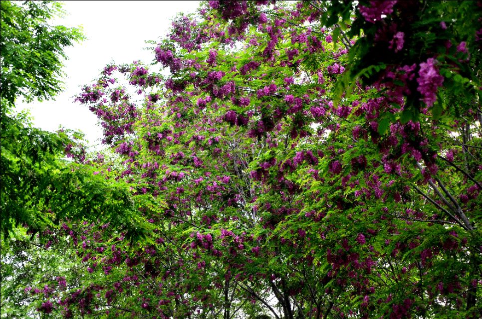 如果你路过西郊，有幽香沁入心脾，那定是从红光公园飘来的槐花香