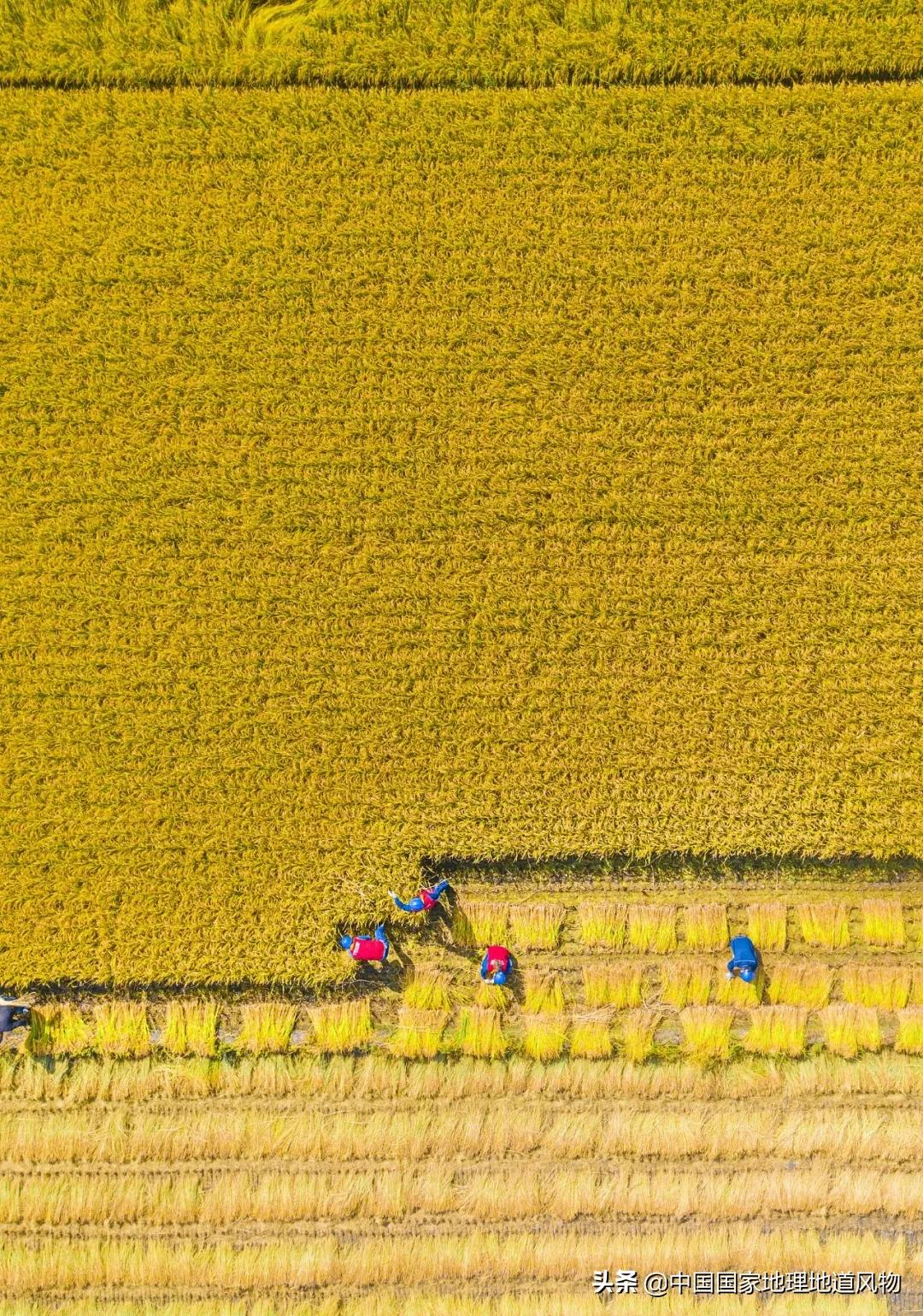 中国种水稻的省份地图,14亿大米图片