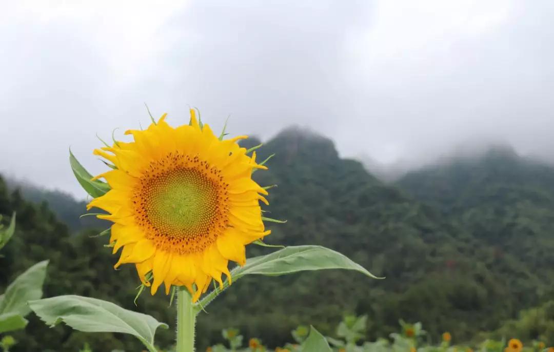 齐云山一日游详细攻略,安徽齐云山爬山攻略路线推荐