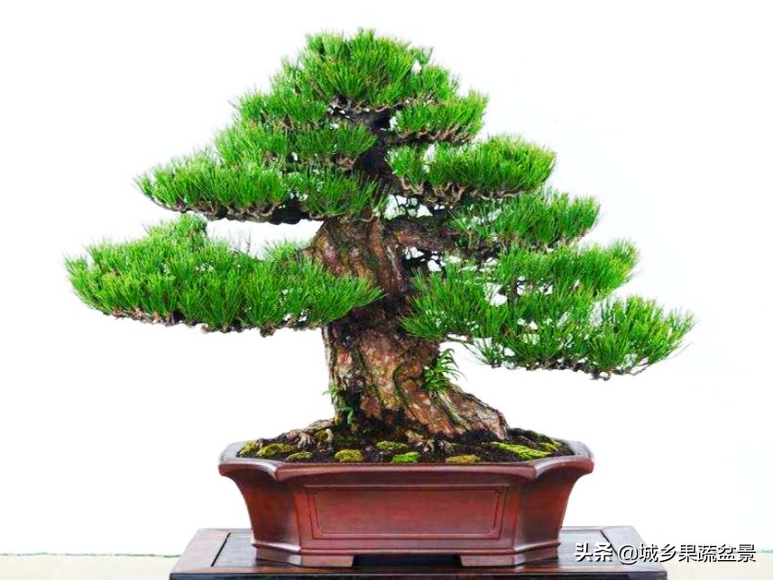 小黑松盆景的造型,黑松盆景各种造型名称及图片