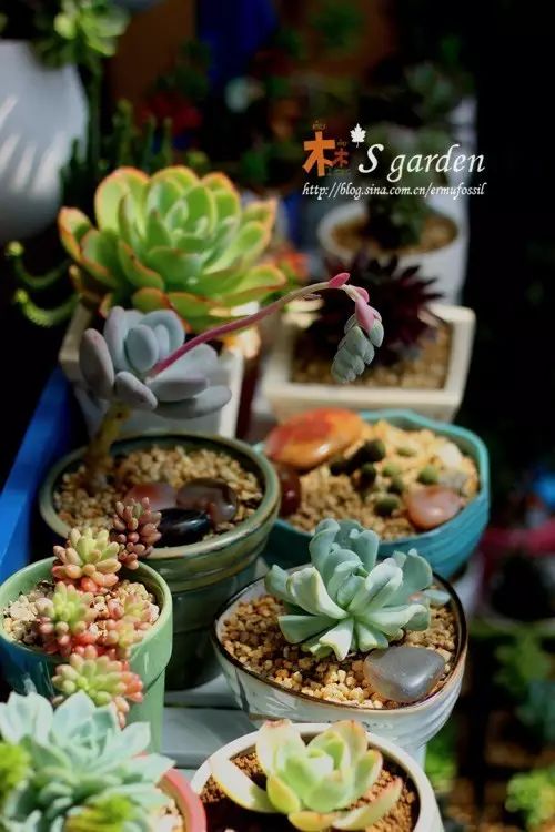 澶氳倝澶х浜屾湪,澶氳倝杈句汉浜屾湪