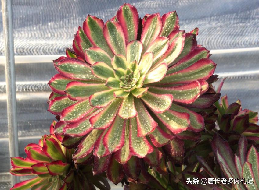 一般的多肉植物老桩价格是多少,1米高的法师多少钱