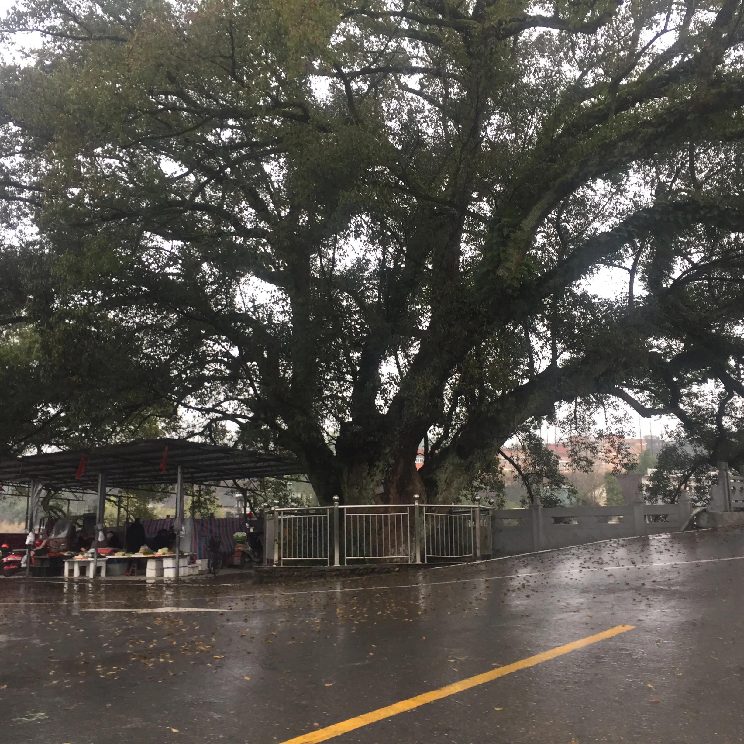 森林资源优势,森林资源是重要的宝藏