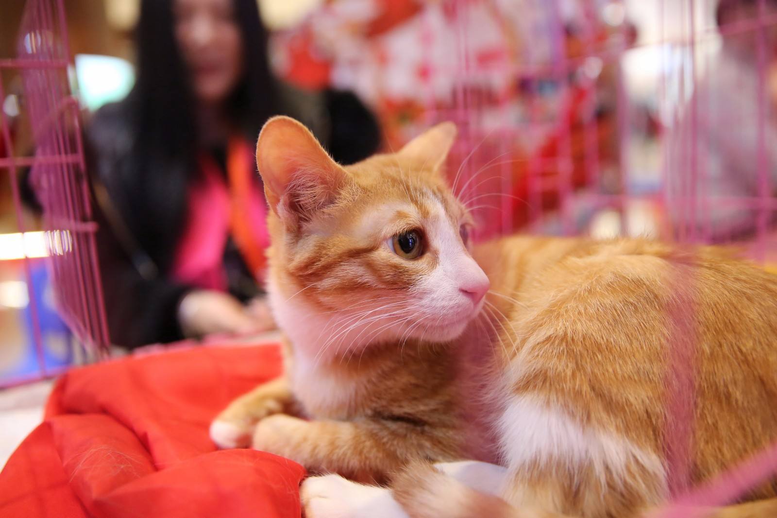 为什么那么多人提倡领养代替购买,看完你就了解了