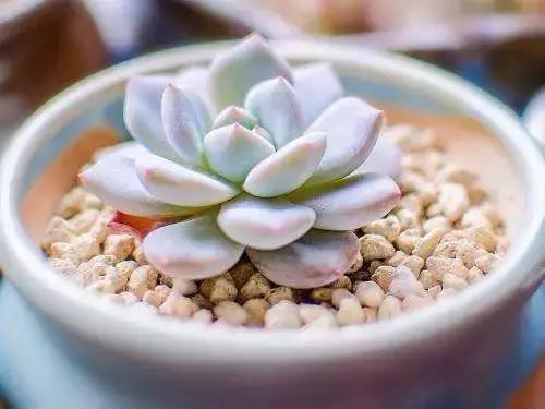 青，团团建议您关注一波绿植领养哦!