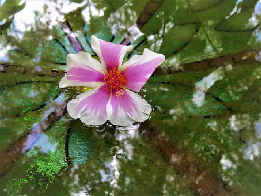 正能量短句子很经典句句入人心,句句走心的情感句子正能量