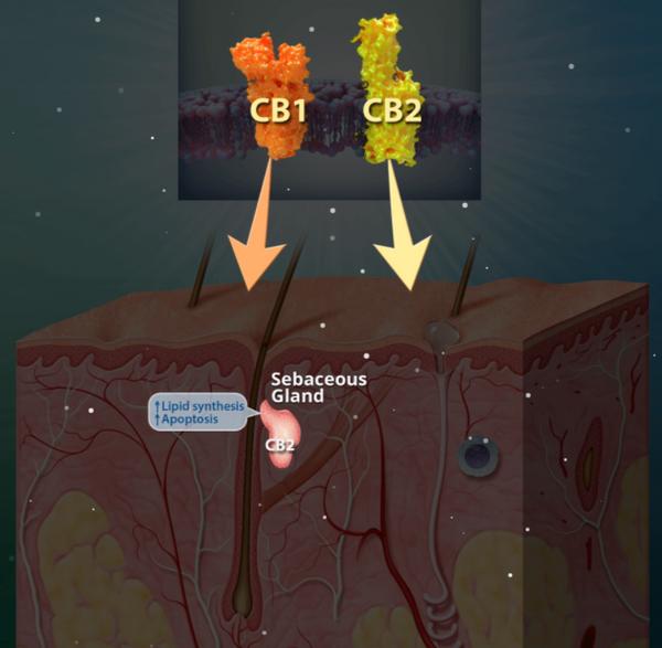 赶上国内圣秋波CBD的热潮，我们先美一步