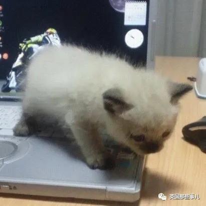 养暹罗猫会得什么病吗,养暹罗猫就像开盲盒