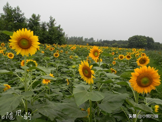 单车骑行无锡,无锡单车骑行路线