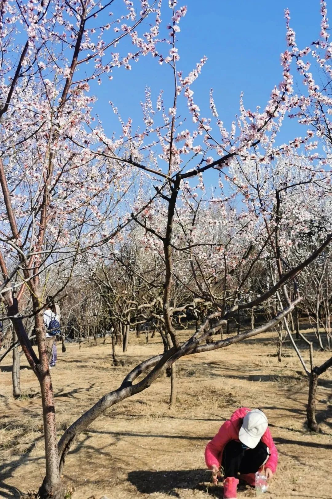济南3月免费赏花攻略,花都开了济南周边赏花攻略收好