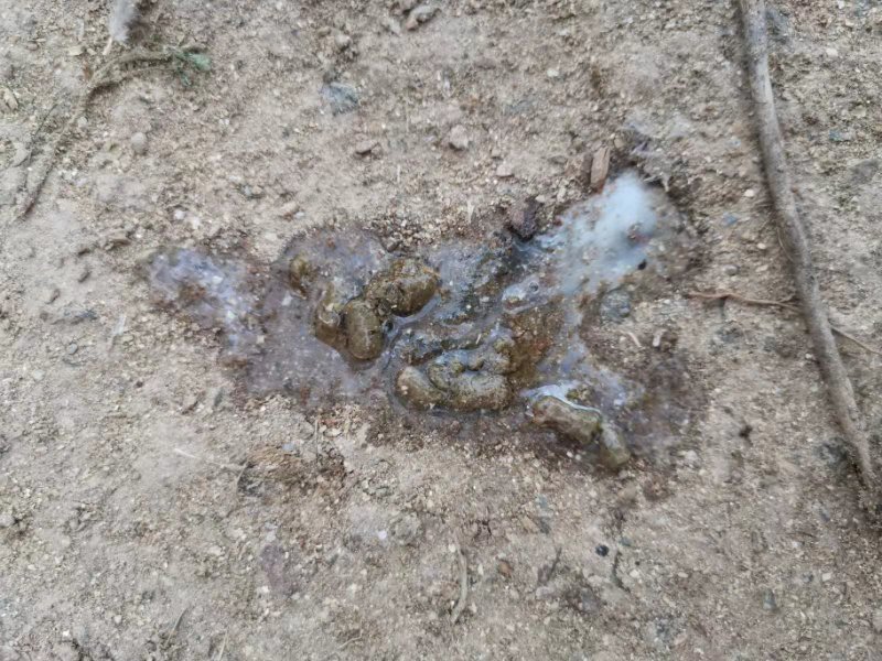 硫酸粘杆菌素在养猪中的作用,粘杆菌素在水产养殖中的应用