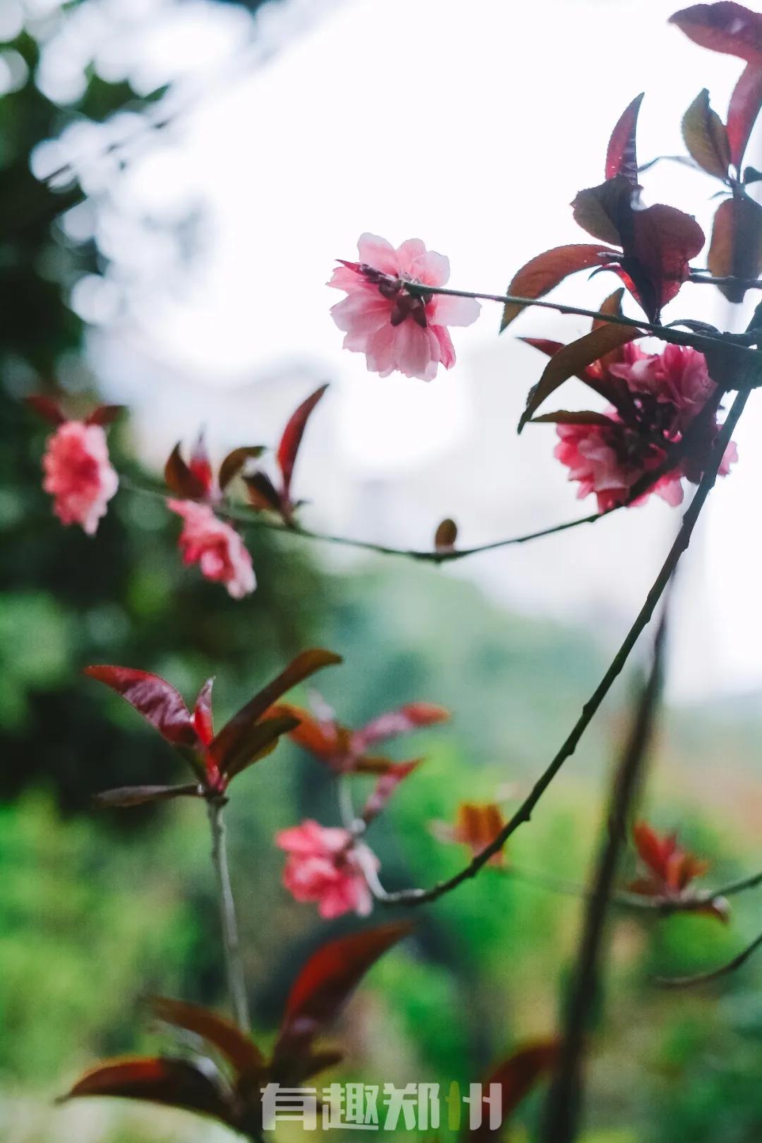 纬一路：在遮天的法桐里想起龙门书店的往事，以及家属院时光……