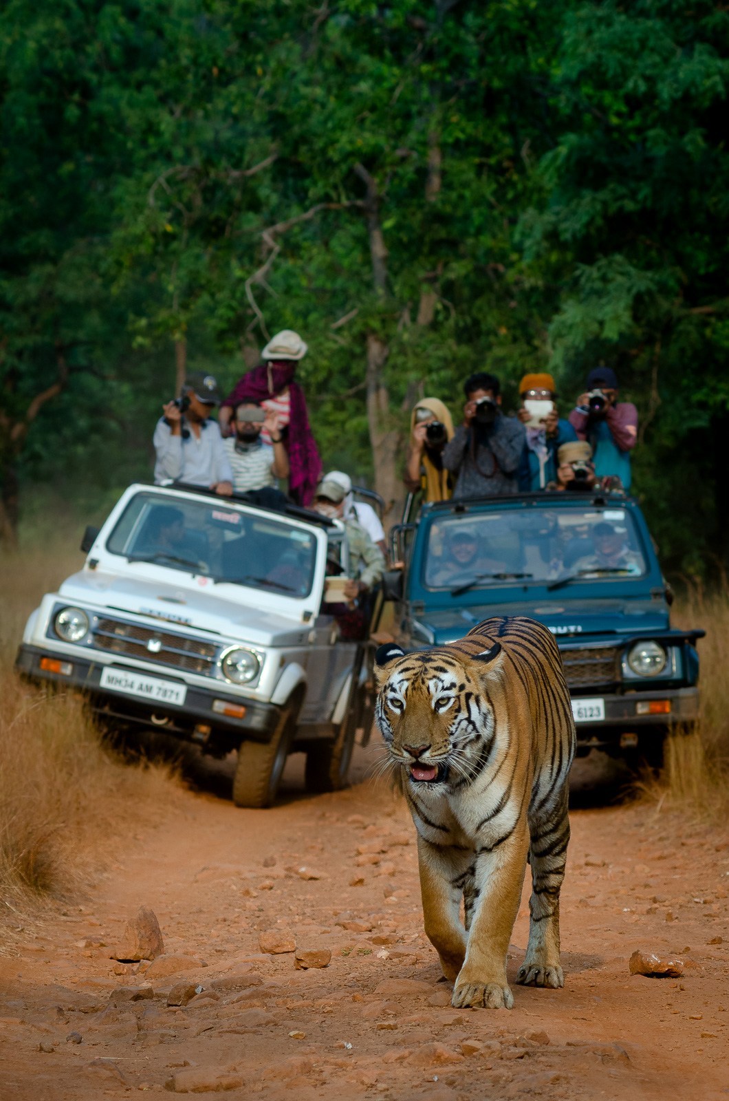 拿相机打鸟,用长焦相机打鸟如何