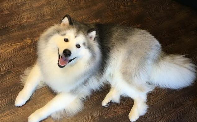 养阿拉斯加前必须了解的四个时期,成年的阿拉斯加犬可以养吗