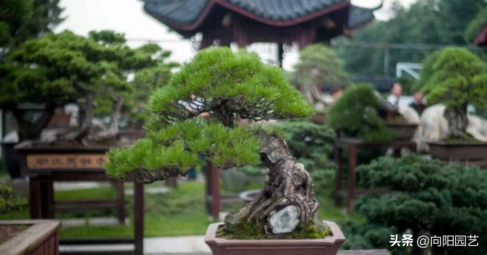 盆景应该怎么养才好看,盆景新手入门知识盆景的基本属性