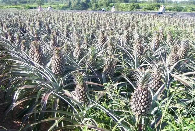 芸苔素磷酸二氢钾肥,你一定要知道的关键营养