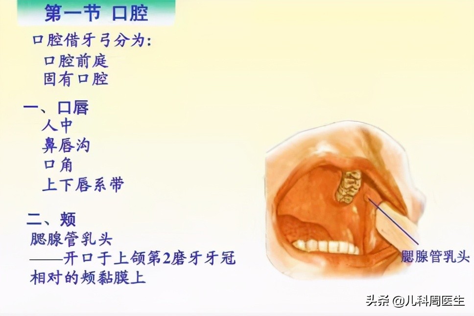 春季传染病向家长宣传,冬季传染病手足口病