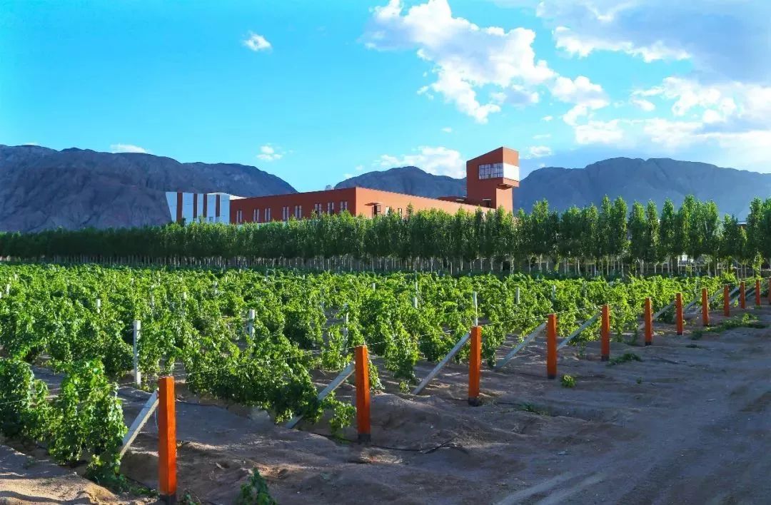 在*疆新**,谁才是“果界一哥”?