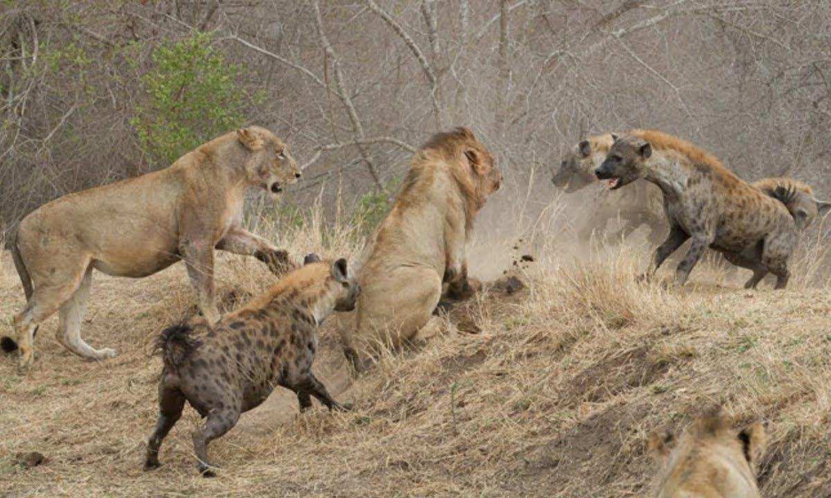 鬣狗为何会怕非洲人？看看非洲人怎么训练它们的，不服就打到服