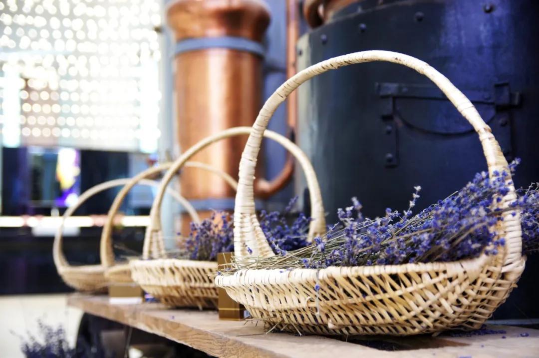 美哭了天津薰衣草花海盛放,美cry