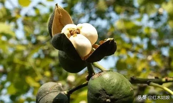 木蜡和蜂蜡的区别,木蜡油和蜂蜡有什么区别