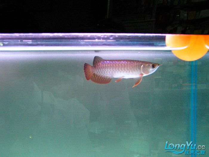 金龙鱼全过背是什么,金龙鱼最大纪录