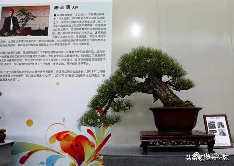 陈迪寅赤松盆景制作视频,陈迪寅作品