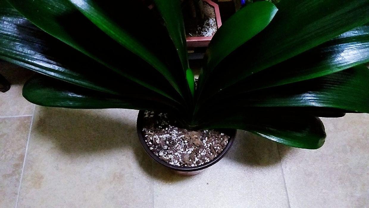 君子兰换土老根太大要不要剪掉,烂根君子兰怎么快速养根